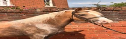 Welsh Section C horses for sale: Beautiful Palamino Gelding - Advert 1