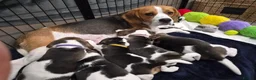 Beagle dogs for sale: Stunning Tri-Colour Beagle Puppies  - Advert 10