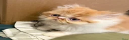 Persian cats for sale: Beautiful Pedigree Persian Kittens ready NOW - Advert 9