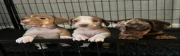 Miniature Dachshund dogs for sale: KC registered PRA clear miniature dachshunds - Advert 1