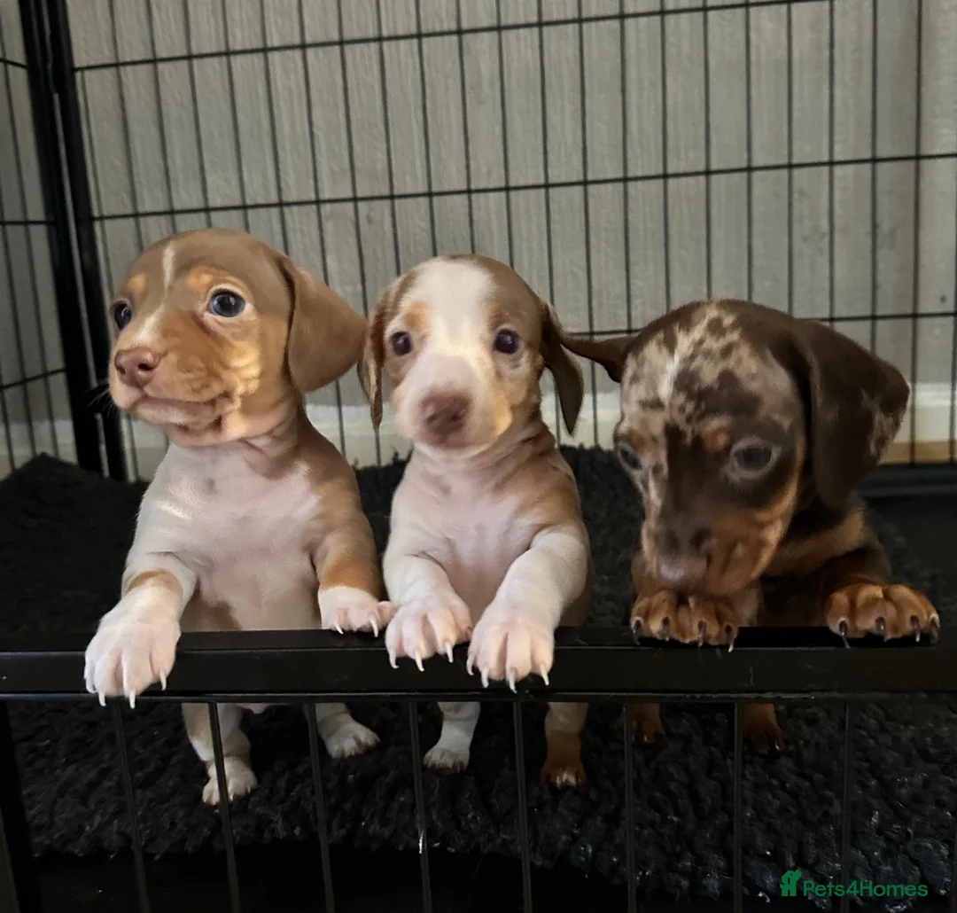 Miniature Dachshund dogs for sale: KC registered PRA clear miniature dachshunds - Advert 1