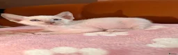 Oriental cats for sale: Beautiful Siamese & Oriental Kittens  - Advert 7