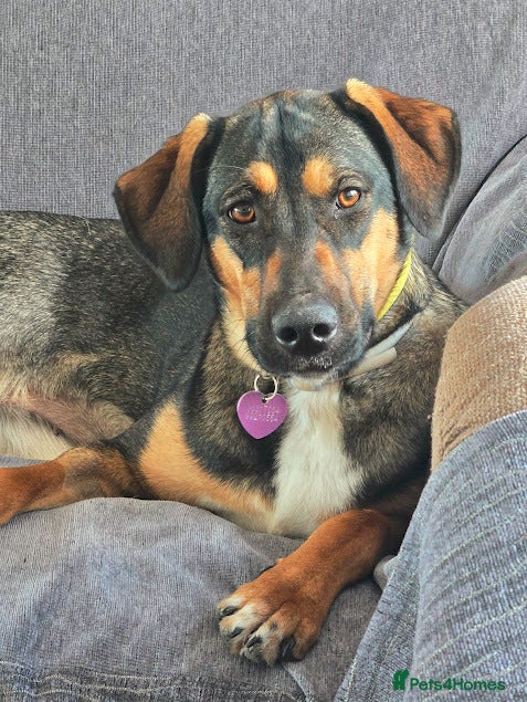 Mixed Breed dogs ATHENA Sweet, Soft & Slightly Bouncy Golden Girl  - Advert 1