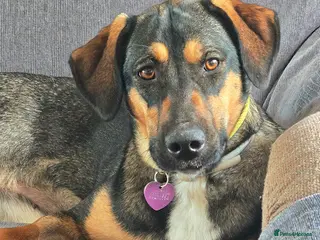 Mixed Breed dogs ATHENA Sweet, Soft & Slightly Bouncy Golden Girl - Advert 1