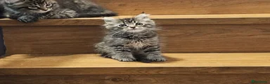 Ragcoon 1