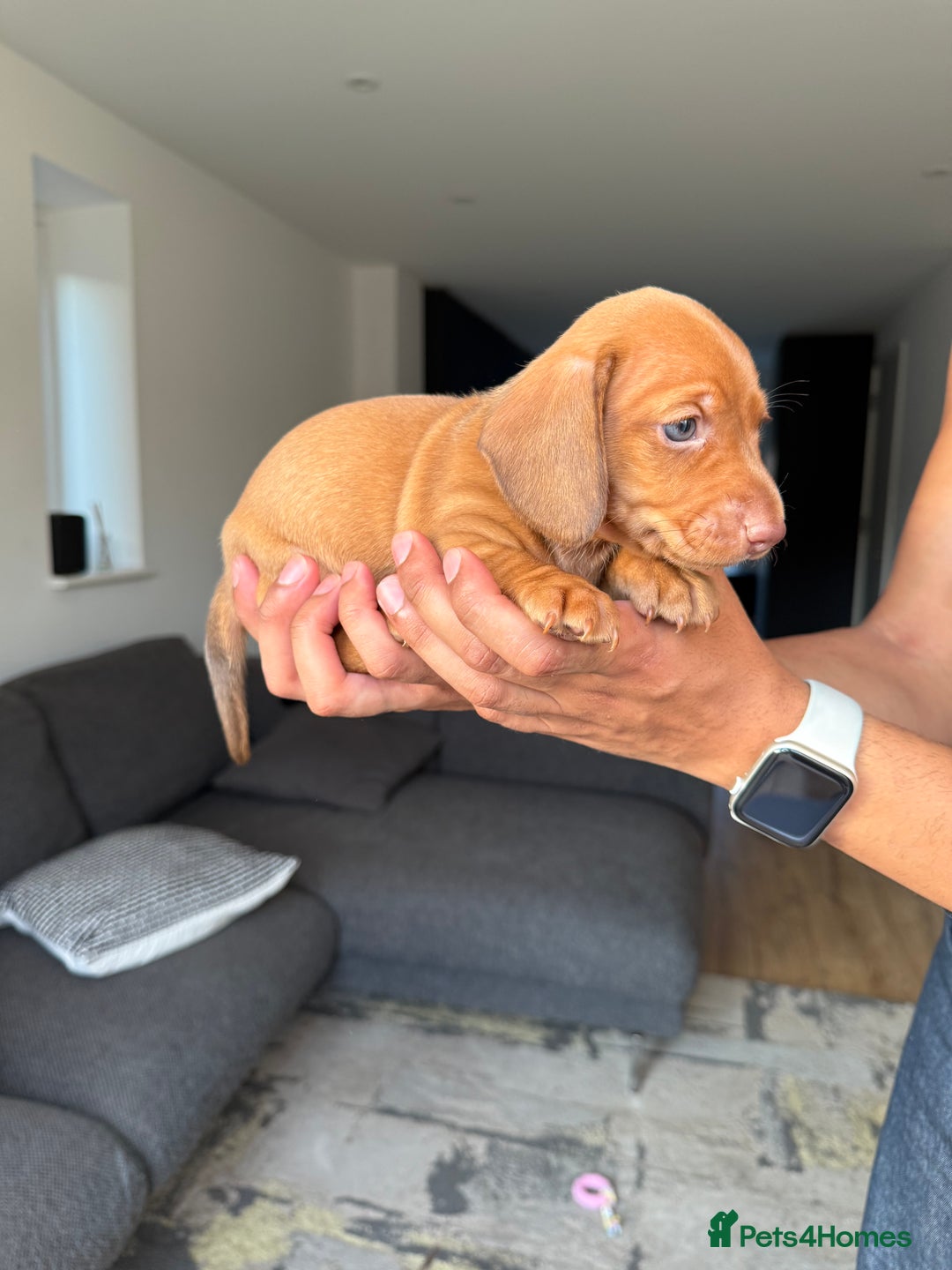Dachshund dogs for sale: Miniature Dachshund Litter - Image 14
