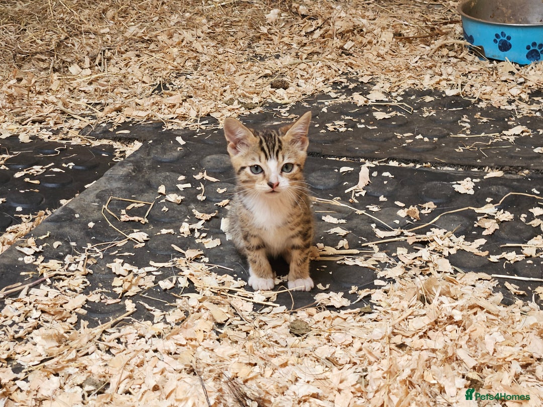 Bengal cats for sale: Bengal cross kittens - Image 13