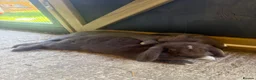 Mini Lop rabbits for sale: X2 mini lop sisters  in Worthing - Advert 9