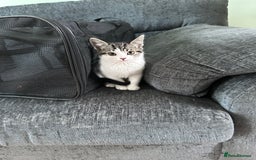 British Shorthair cats for sale: 1 male 1 female - Image 1