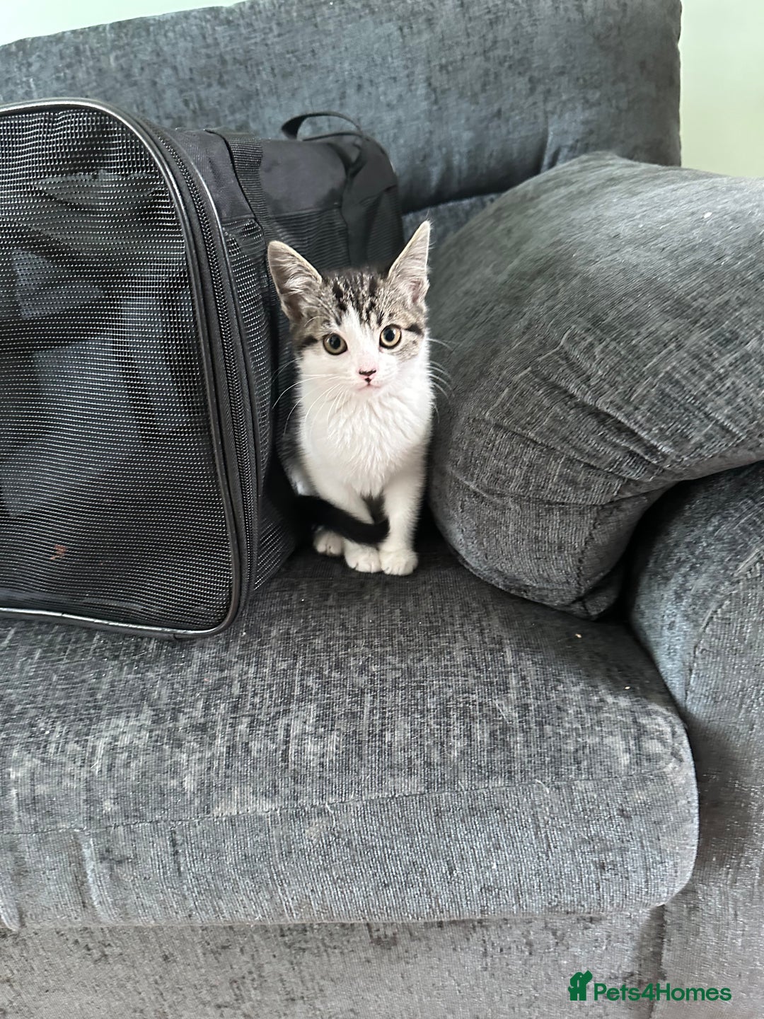 British Shorthair cats for sale: 1 male 1 female - Image 1