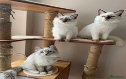 Ragdoll cats for sale: Ragdoll kittens from Moonliteyecats  - Image 15
