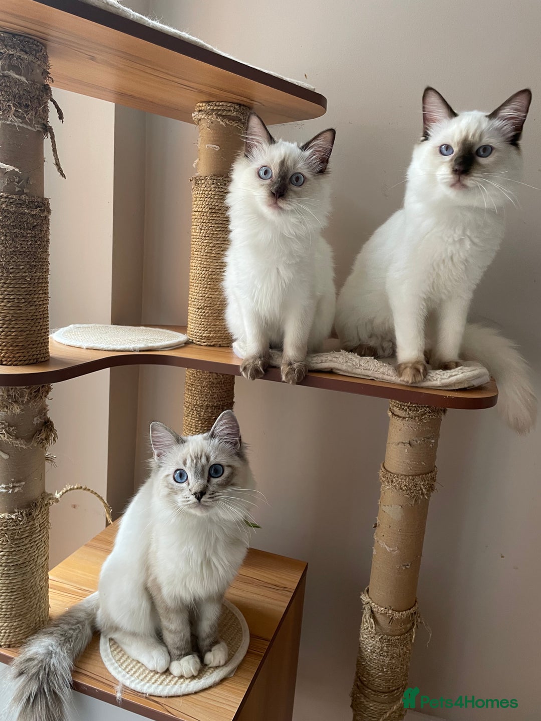 Ragdoll cats for sale: Ragdoll kittens from Moonliteyecats  - Image 15