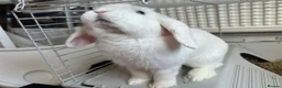 English rabbits for sale: Rabbits for rehoming  - Advert 8