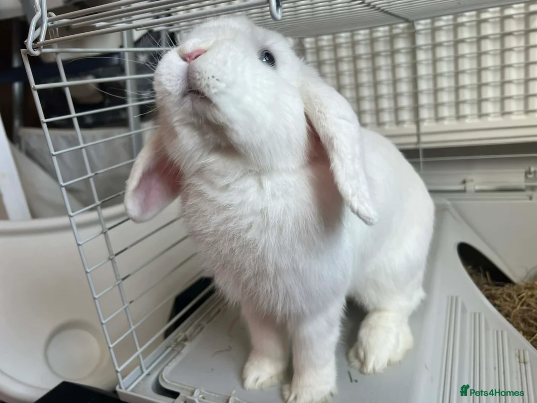 English rabbits for sale: Rabbits for rehoming  - Advert 8