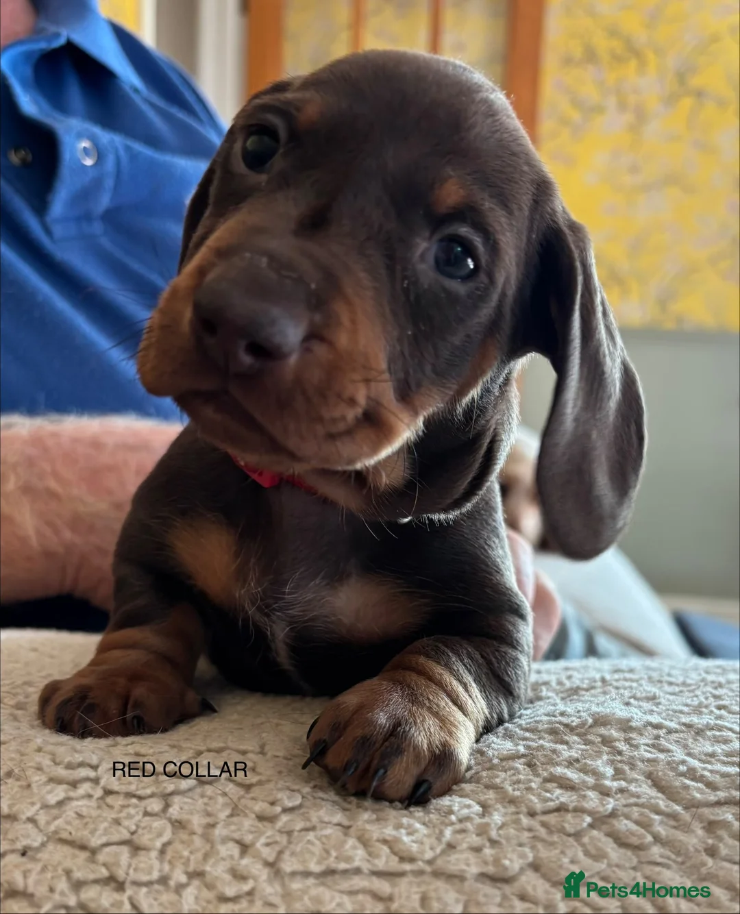 Miniature Dachshund dogs for sale: Adorable litter of Miniature Dachshund Puppies - Advert 1