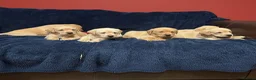 Labrador Retriever dogs for sale: Fetch labrador puppies - Advert 17