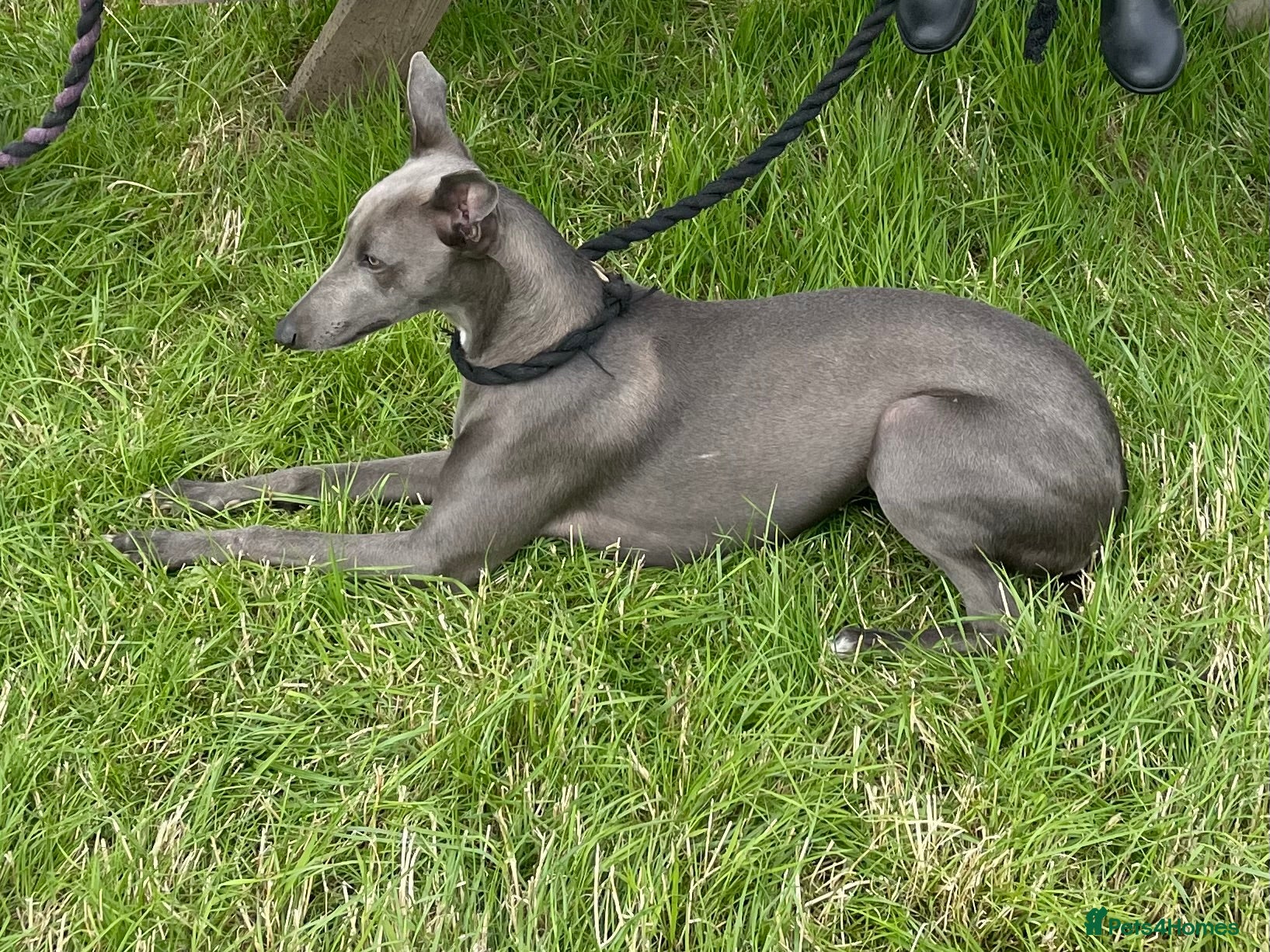 Mixed Breed dogs First cross Bedlington Whippets  - Advert 2