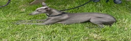 Mixed Breed dogs for sale: First cross Bedlington Whippets  - Advert 1