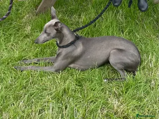 Mixed Breed dogs First cross Bedlington Whippets - Advert 2