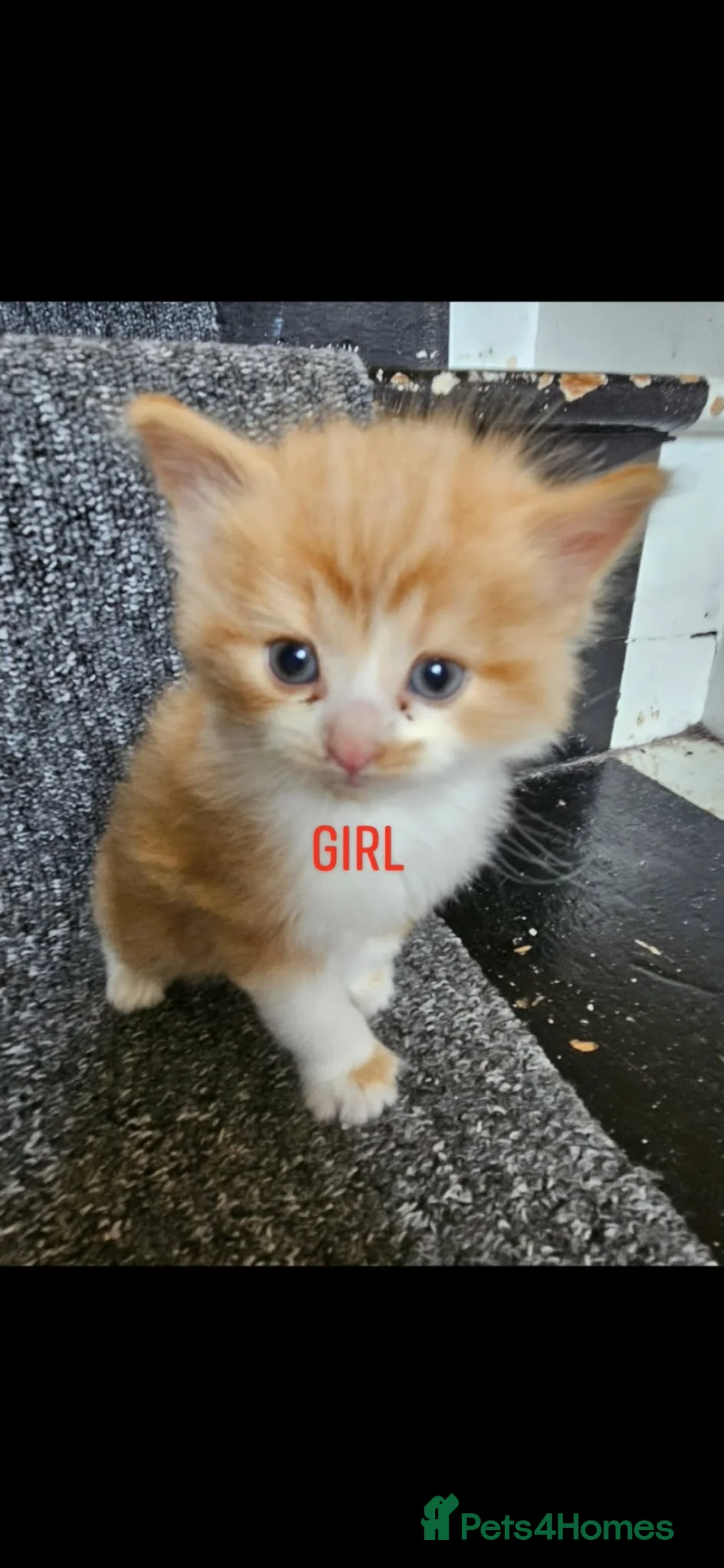British Longhair cats for sale: 2 female kittens left  in Bristol - Advert 1