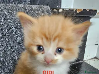 British Longhair cats 2 female kittens left in Bristol - Advert 6