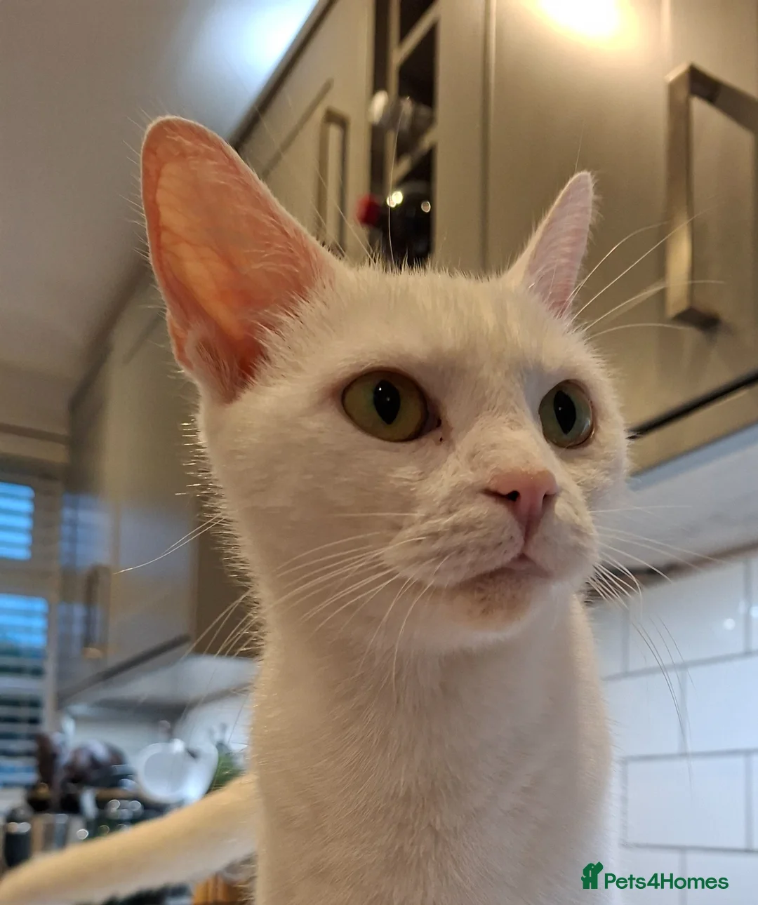 Mixed Breed cats for sale: 1 White male, 1 White female, 1 black and white  - Advert 1