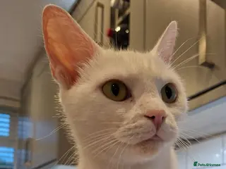 Mixed Breed cats 1 White male, 1 White female, 1 black and white - Advert 1