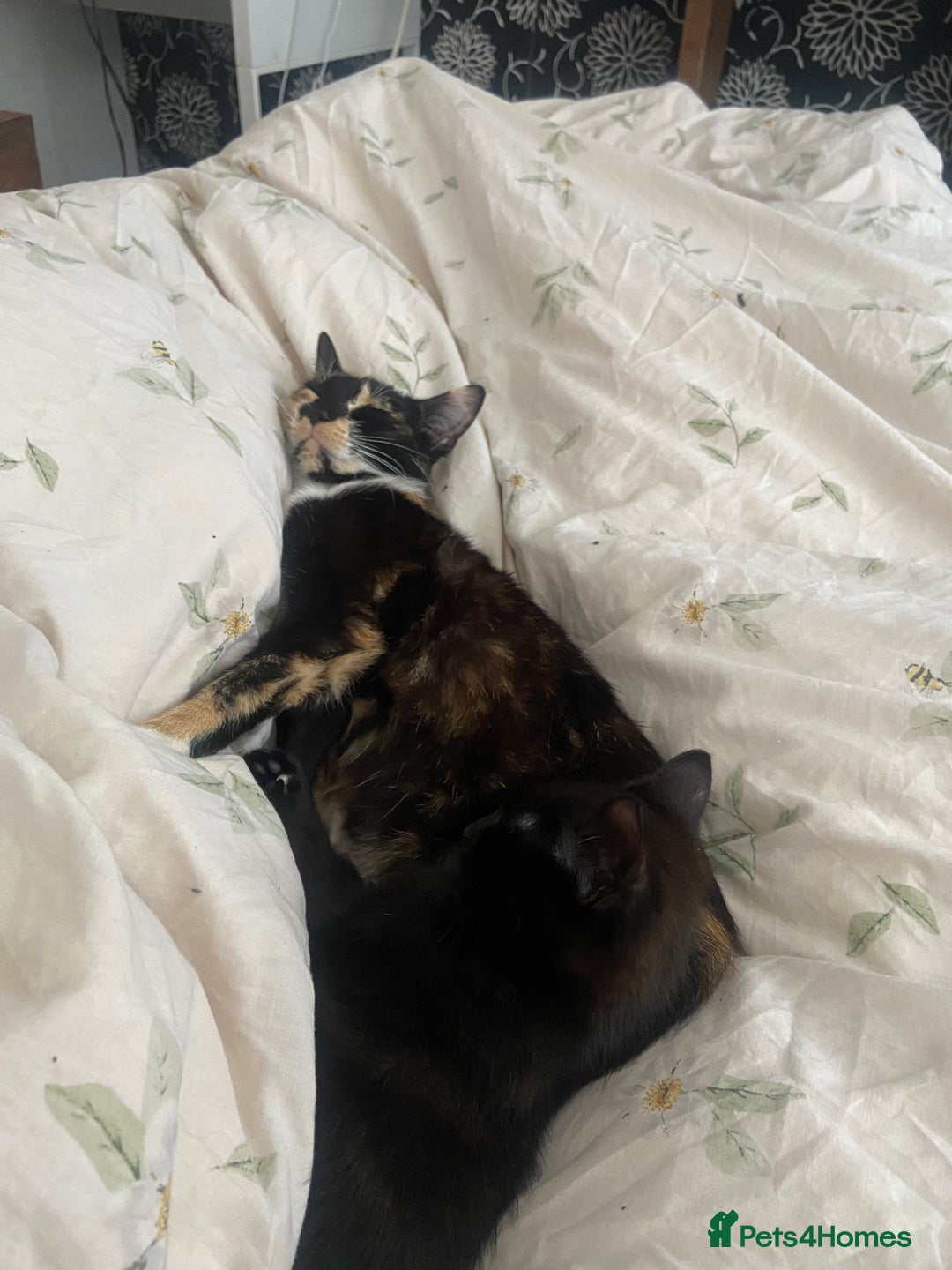 Mixed Breed cats for sale: Gorgeous Cuddly black kitten  - Image 11