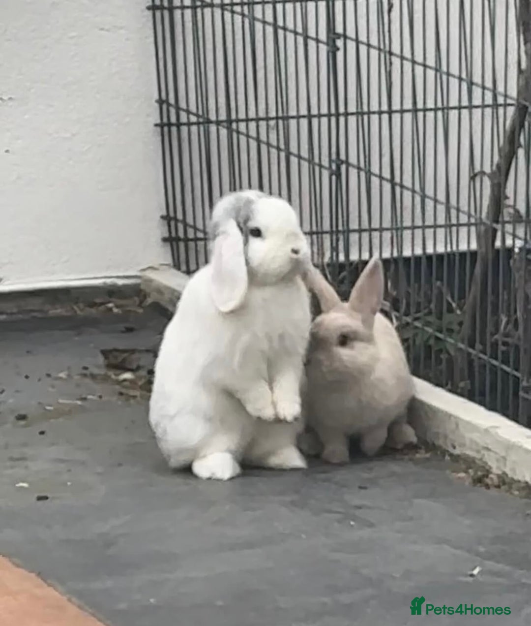 Mini Lop rabbits for sale: Bonded pair of rabbits - NEUTERED MALE  - Image 6