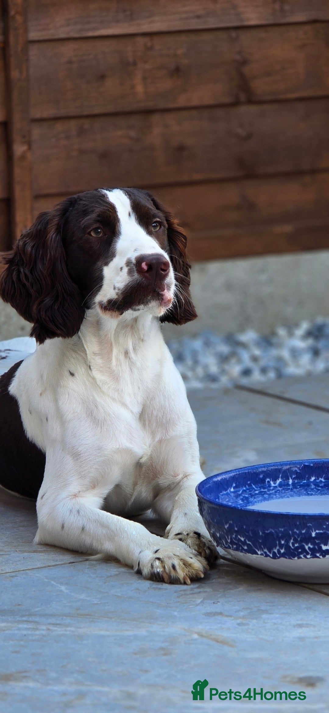 Sprocker dogs Sprocker Ralph - Advert 11