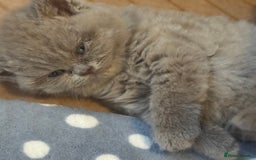 British Shorthair cats for sale: British Shothair Lilac - Image 1