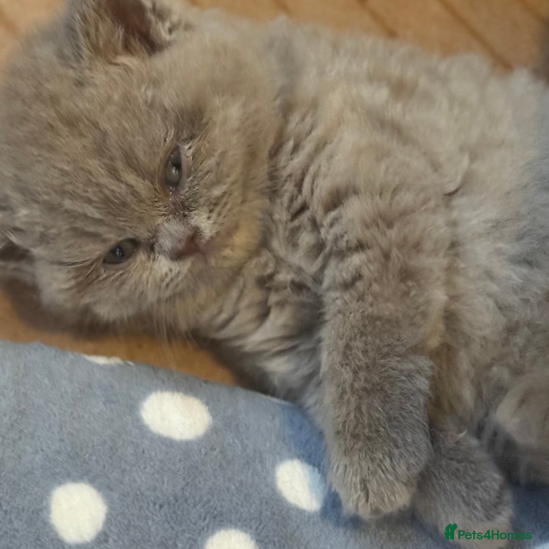 British Shorthair cats for sale: British Shothair Lilac - Image 1