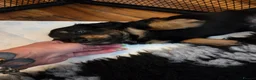 Miniature Dachshund dogs for sale: Mini longhaired dachshunds  - Advert 5