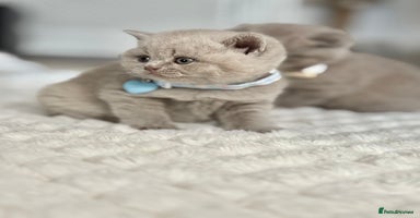 Scottish Fold cats - Advert 11