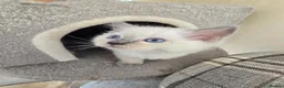 Ragdoll cats for sale: 1 boy and 2 Ragdoll girls are available  - Advert 5