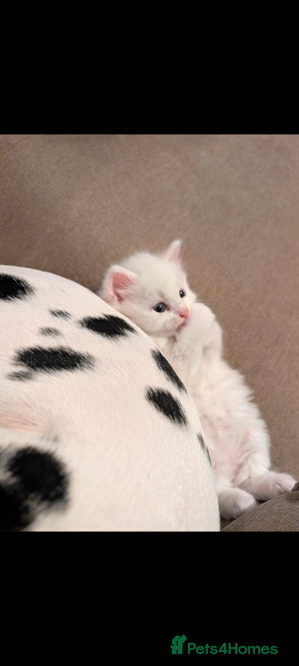 Maine Coon cats Only 1 female left ❤️ - Advert 7