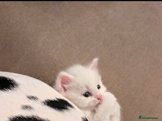 Maine Coon cats Only 1 female left ❤️ - Advert 4