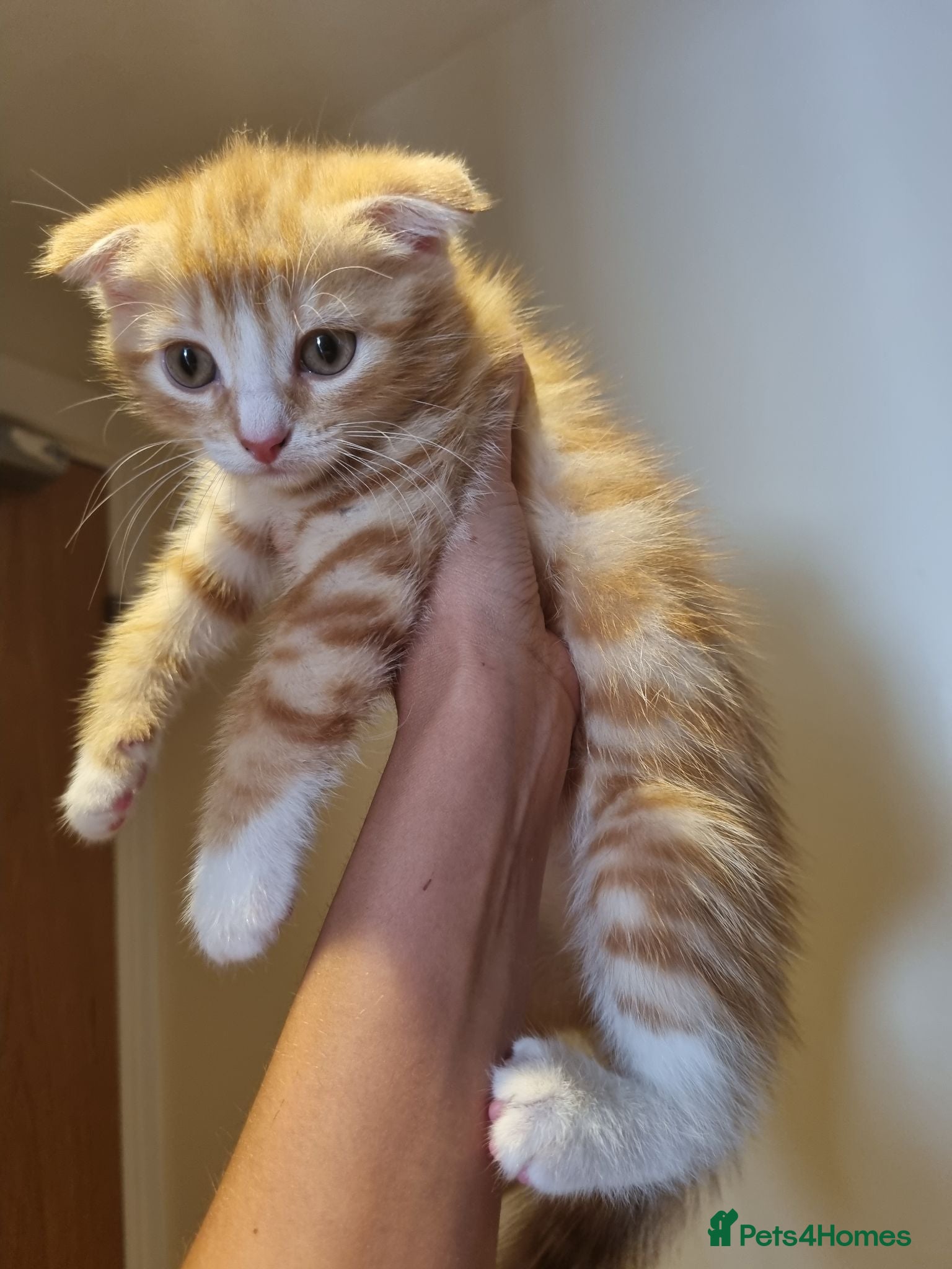 Scottish Fold cats Female scottish fold for sale  - Advert 1
