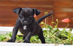 Patterdale Terrier dogs for sale: 5 ⭐️ LICENSED & REGISTERED🛑READY TO LEAVE NOW🛑 in Wisbech - Image 4
