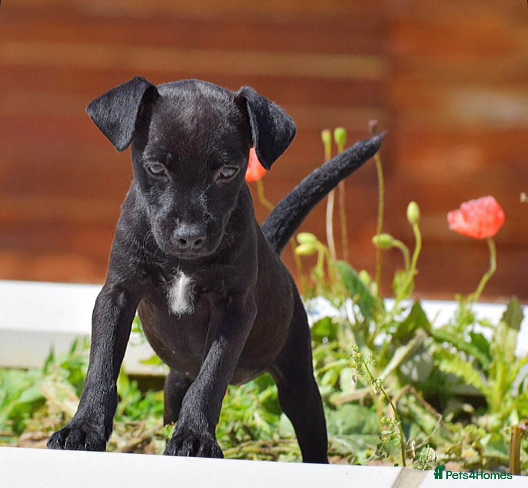 Patterdale Terrier dogs for sale: 5 ⭐️ LICENSED & REGISTERED🛑READY TO LEAVE NOW🛑 in Wisbech - Image 4