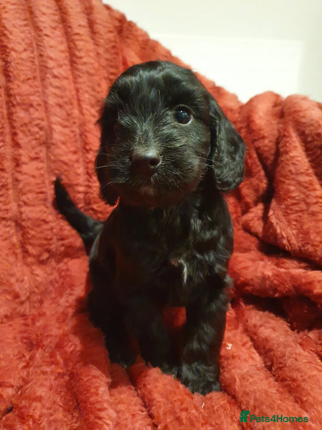 Cockapoo dogs for sale: Adorable Cockapoo F1 puppies - Advert 1