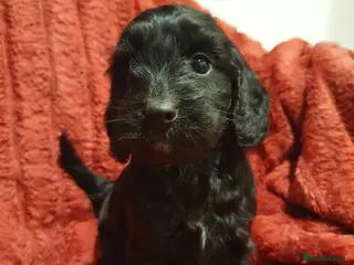 Cockapoo dogs Adorable Cockapoo F1 puppies - Advert 10