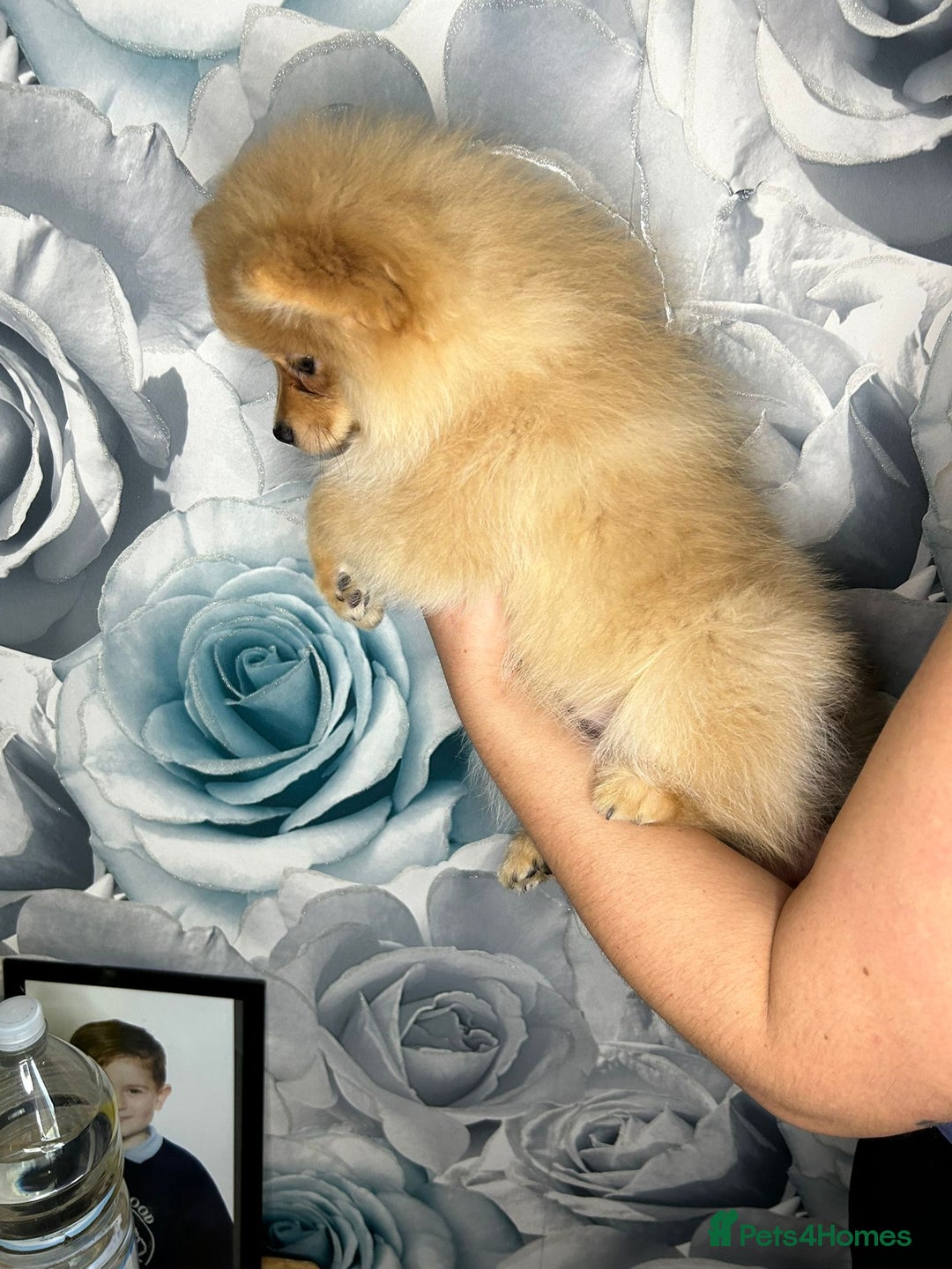Pomeranian dogs for sale: Pomeranian puppies in Erith - Image 9
