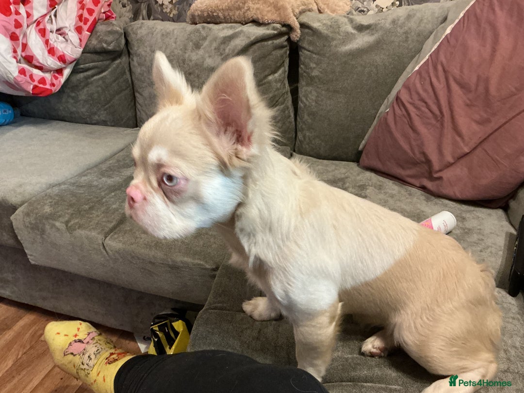 French Bulldog dogs for sale: beautiful kc rare pink fluffy french bulldog  - Advert 5