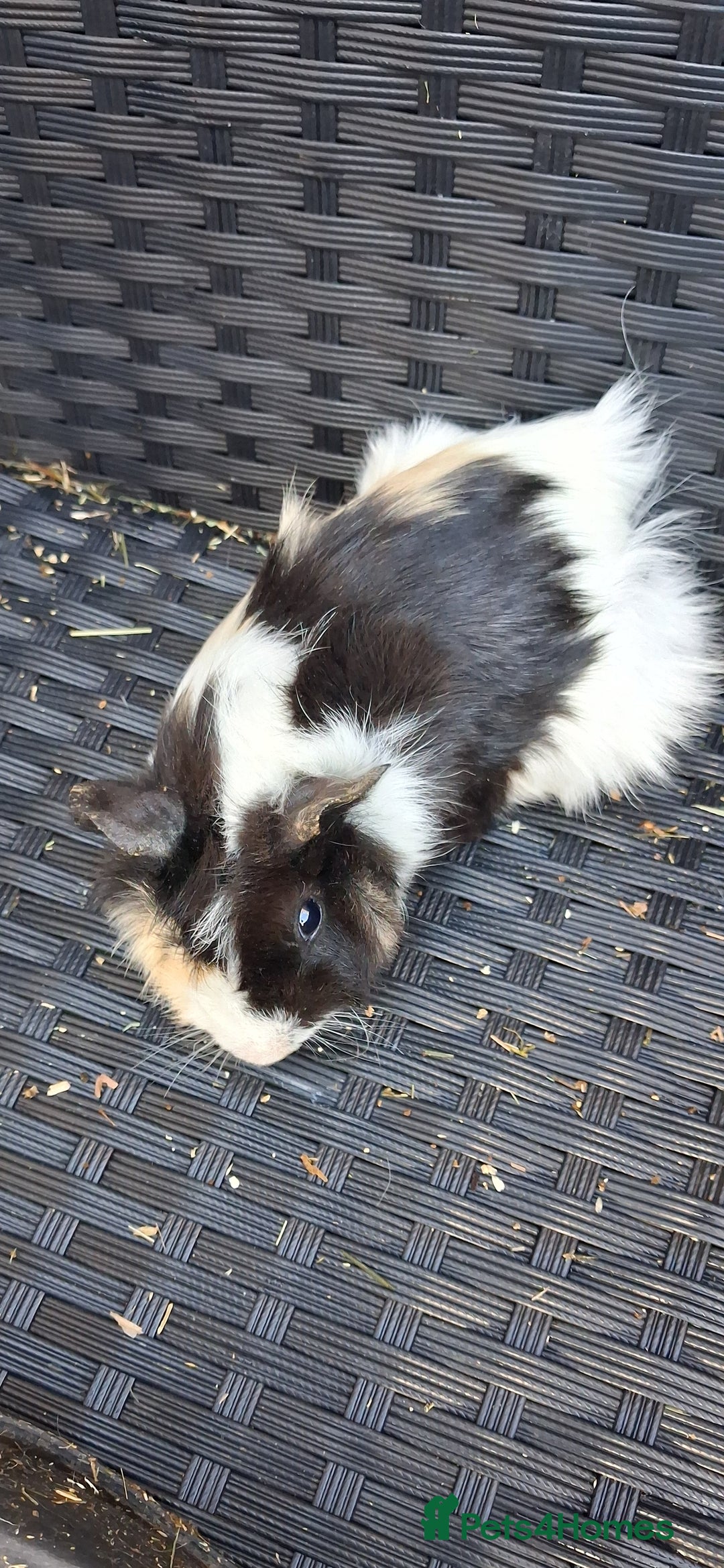 Guinea Pig rodents for sale: Baby boy guinea pigs ready to leave now  - Advert 4