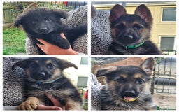 German Shepherd dogs for sale: KC German Shepherd pups LAST 2 BOYS! - Image 2