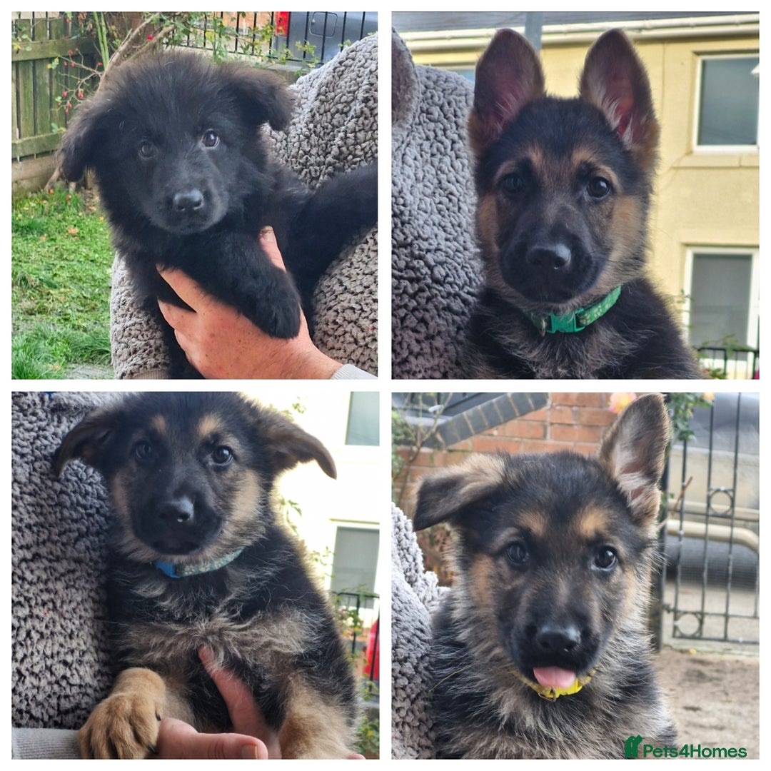 German Shepherd dogs for sale: KC German Shepherd pups LAST 2 BOYS! - Image 2