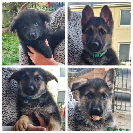 German Shepherd dogs - Advert 2