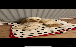 Cavapoo dogs for sale: Beautiful toy Cavapoo puppies 🐶 🐾 - Image 11