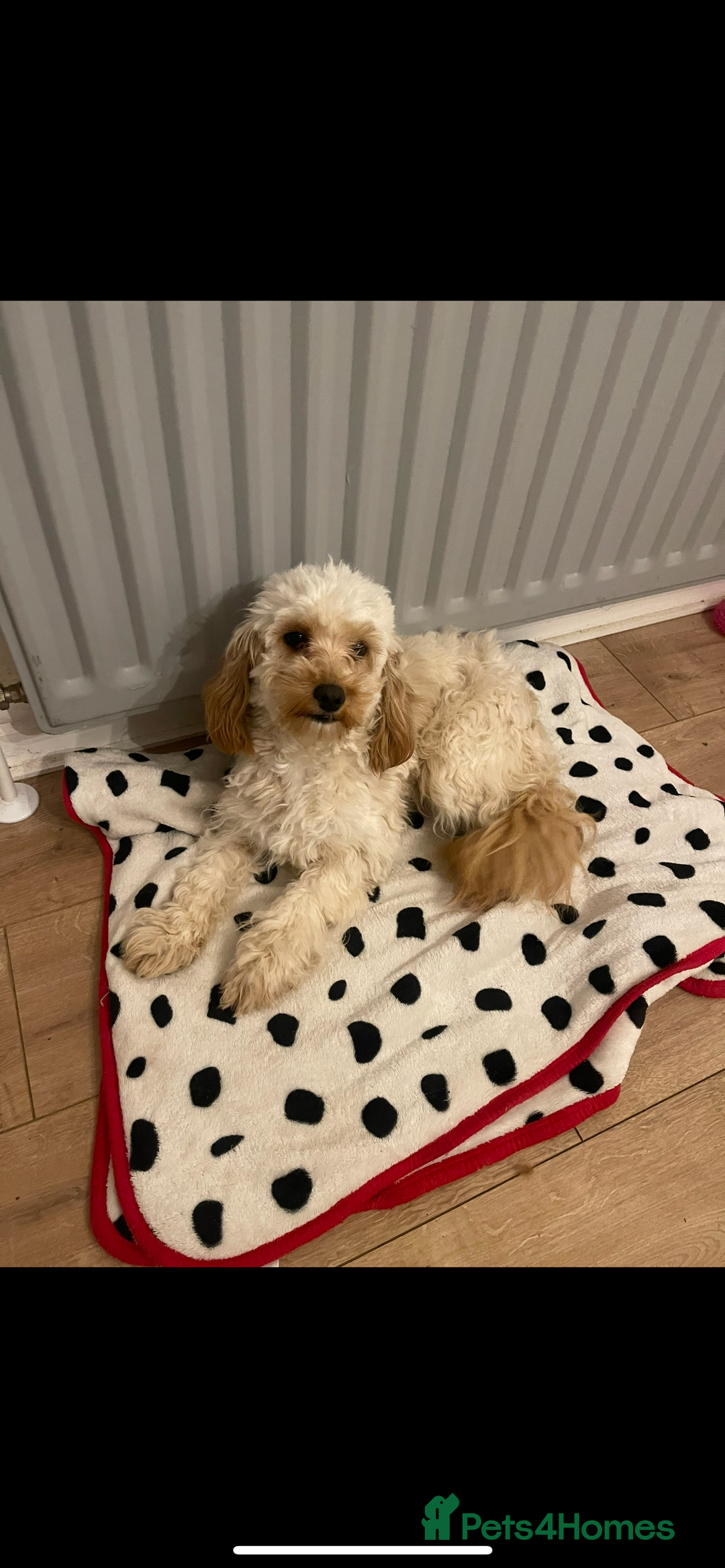 Cavapoo dogs for sale: Beautiful toy Cavapoo puppies 🐶 🐾 - Image 11